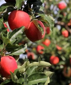 Roots Plants Fruits Cross-pollinating Apple Collection | Bramley, Gala & Discovery