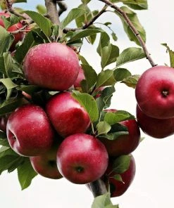 Roots Plants Fiesta Apple Tree