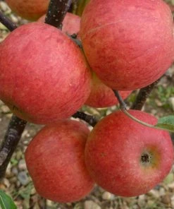 Roots Plants Fruits Elstar Apple Tree 8 Roots Plants Fruits Elstar Apple Tree