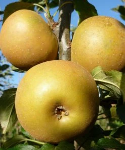 Roots Plants Egremont Russet Apple Tree Dwarfing Rootstock