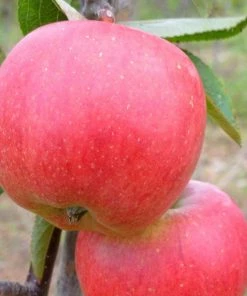 Roots Plants 'Endless Apples' Collection | Scrumptious, Braeburn Hillwell, James Grieve & Red Windsor Fruits
