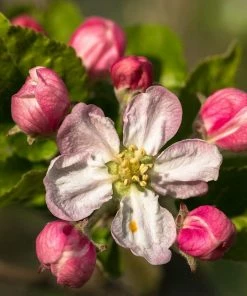 Roots Plants Fruits Braeburn Hillwell Apple Tree