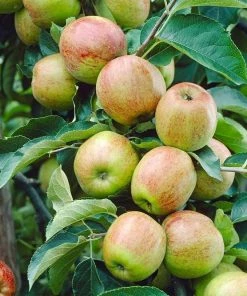 Roots Plants Fruits Cox's Orange Pippin Apple Tree