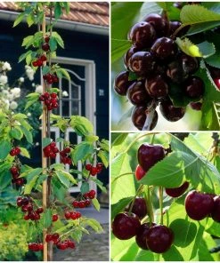 Roots Plants Fruits Cross-pollinating Cherry Collection | Kordia, Merchant & Regina