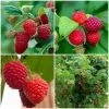 Roots Plants 15 Bestselling Raspberry Canes | Glen Ample, Polka & Autumn Bliss Fruits