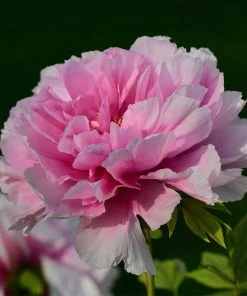 Roots Plants Peony 'Dr Alexander Fleming' | 3L Pot