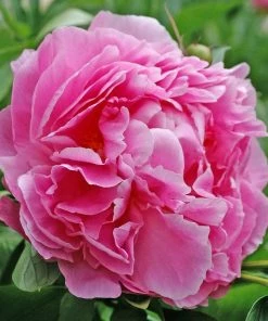 Roots Plants Peony 'Dr Alexander Fleming' | 3L Pot 7 Roots Plants Peony 'Dr Alexander Fleming' | 3L Pot