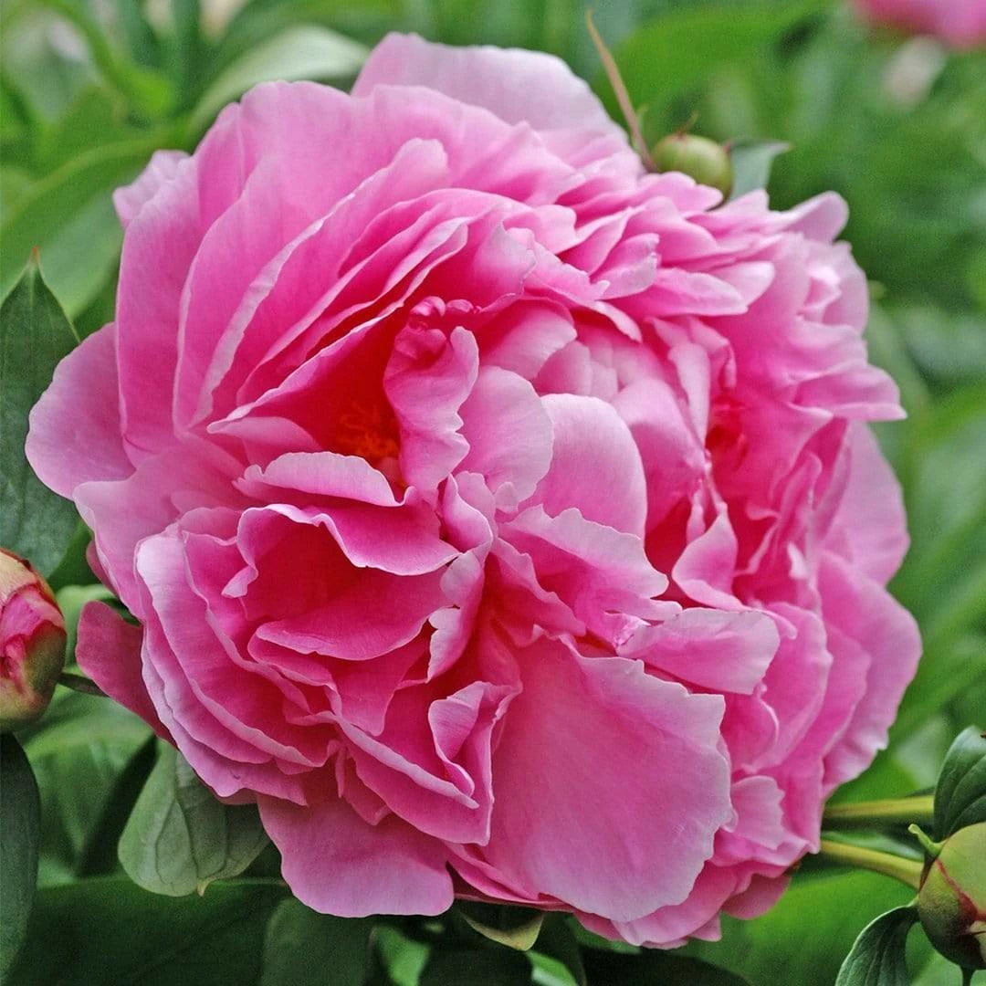 Roots Plants Peony 'Dr Alexander Fleming' | 3L Pot 5 Roots Plants Peony 'Dr Alexander Fleming' | 3L Pot