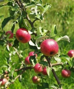 Roots Plants Fortune' Apple Tree Fruits