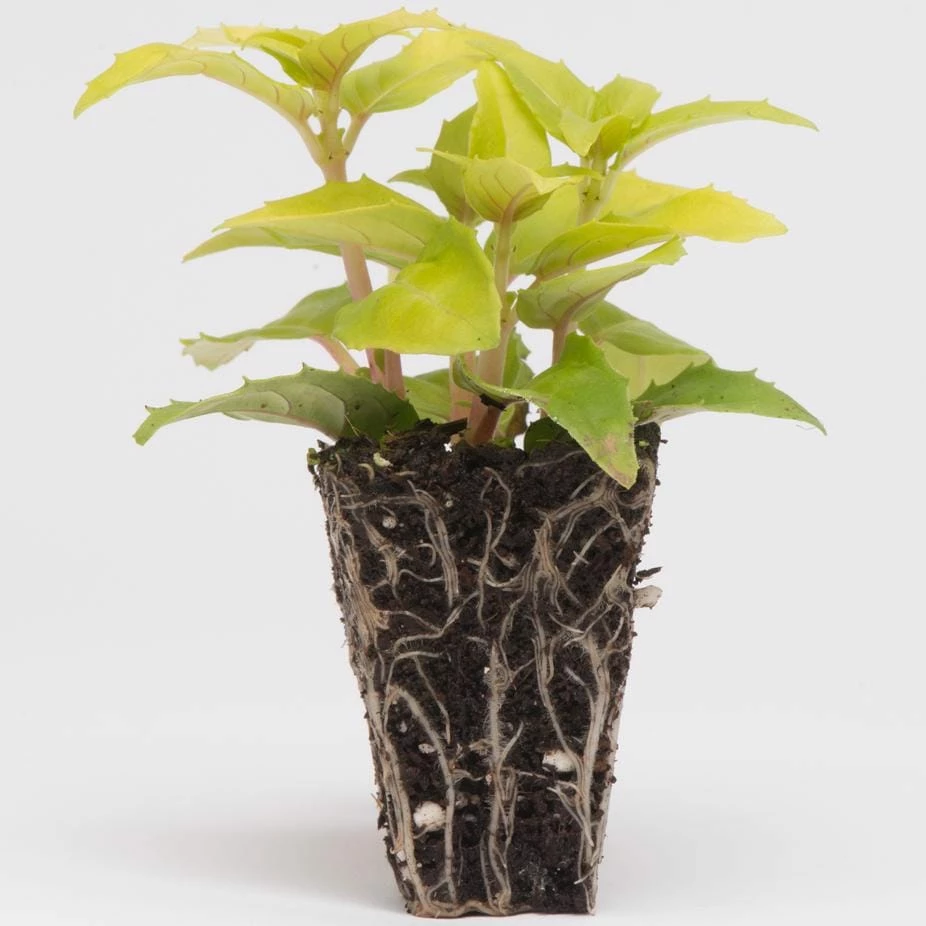 Roots Plants Fuchsias Fuchsia 'Patio Princess' Jumbo Plug Plants 6 Roots Plants Fuchsias Fuchsia 'Patio Princess' Jumbo Plug Plants