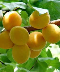 Roots Plants Golden Glow Apricot Tree Fruits