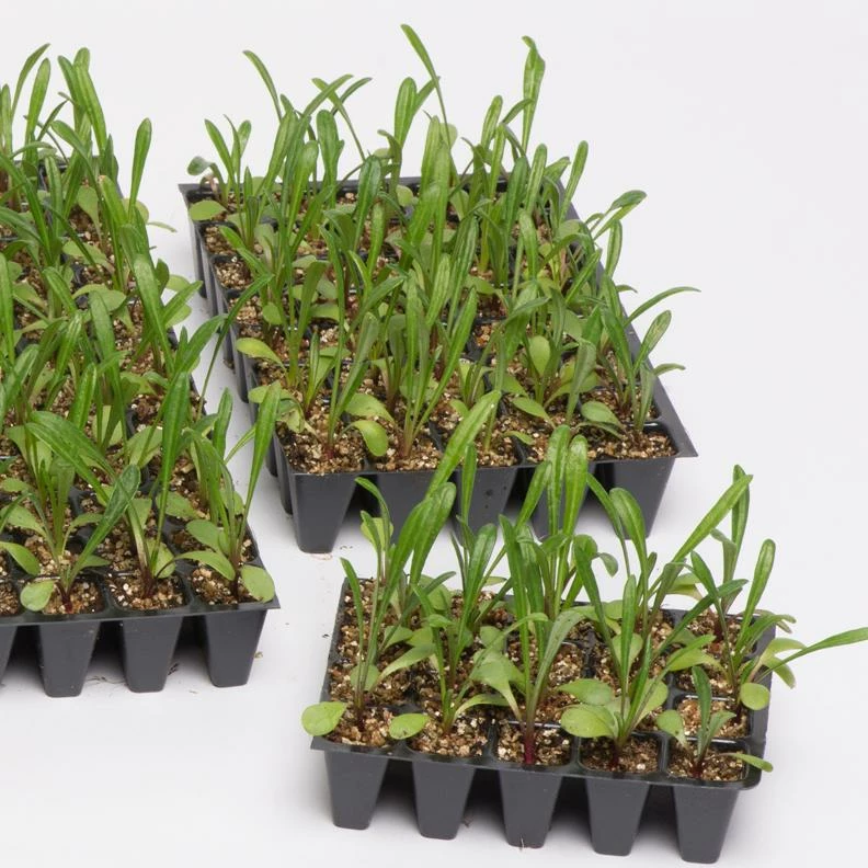 Roots Plants 120 Best Annuals For Flower Beds Collection | Sunny Shades | Plug Plants 7 Roots Plants 120 Best Annuals For Flower Beds Collection | Sunny Shades | Plug Plants