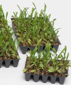 Roots Plants 40 Geranium 'Show Stopper' Collection Plug Plants