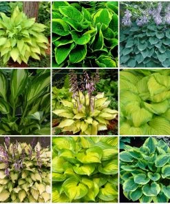 Roots Plants Perennials Hosta Collection | 6 X 1L Pots