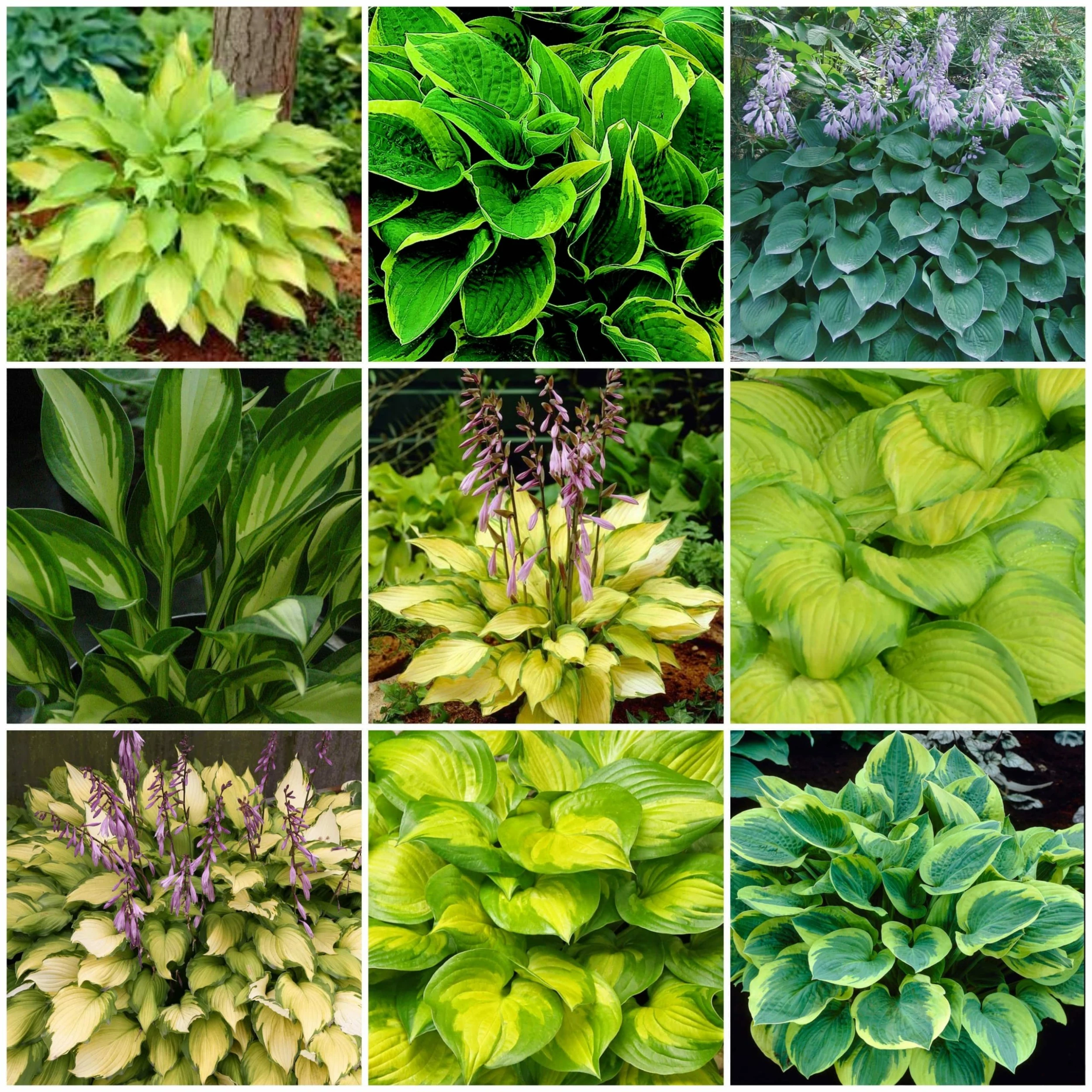 Roots Plants Perennials Hosta Collection | 6 X 1L Pots 3 Roots Plants Perennials Hosta Collection | 6 X 1L Pots