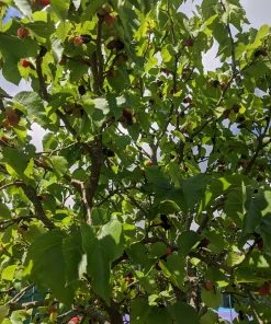 Roots Plants Repsime Mulberry Tree