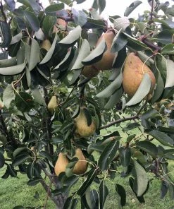 Roots Plants Conference Pear Tree