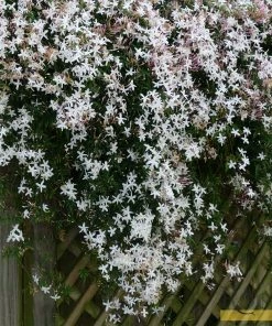 Roots Plants Common Jasmine | Jasminum 'Officinale' | On A 90cm Cane In A 3L Pot