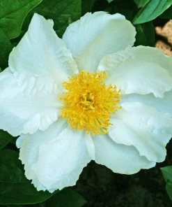 Roots Plants Peony 'Krinkled White' | 3L Pot