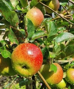 Roots Plants Lord Lambourne' Apple Tree