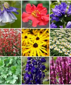 Roots Plants Best Perennial Plants Collections | Growers Choice Perennials