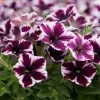 Roots Plants 20cm Petunia 'Miss Marvelous' | 1L Pot 2 Roots Plants 20cm Petunia 'Miss Marvelous' | 1L Pot