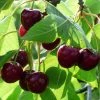 Roots Plants Merchant' Cherry Tree Fruits 1 Roots Plants Merchant' Cherry Tree Fruits
