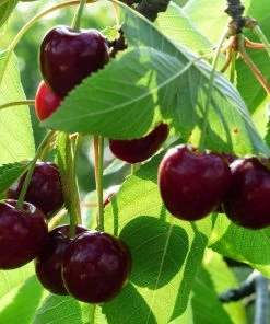 Roots Plants Fruits Cross-pollinating Cherry Collection | Kordia, Merchant & Regina