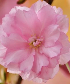 Roots Plants Trees & Shrubs Kurilensis Ruby' Cherry Blossom Tree | Prunus Nipponica