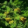 Roots Plants Trees & Shrubs Joseph Rock Rowan Tree | Sorbus