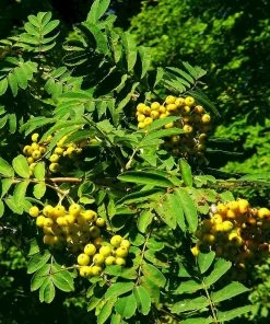 Roots Plants Trees & Shrubs Joseph Rock Rowan Tree | Sorbus