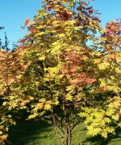 Roots Plants Japanese Rowan Tree | Sorbus Commixta 'Embley'