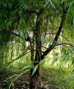 Roots Plants Golden Weeping Willow Tree | Salix Chrysocoma