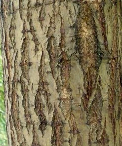 Roots Plants Golden Weeping Willow Tree | Salix Chrysocoma