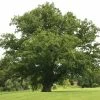 Roots Plants English Oak Tree | Quercus Robur Trees & Shrubs