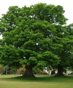 Roots Plants English Oak Tree | Quercus Robur Trees & Shrubs 9 Roots Plants English Oak Tree | Quercus Robur Trees & Shrubs