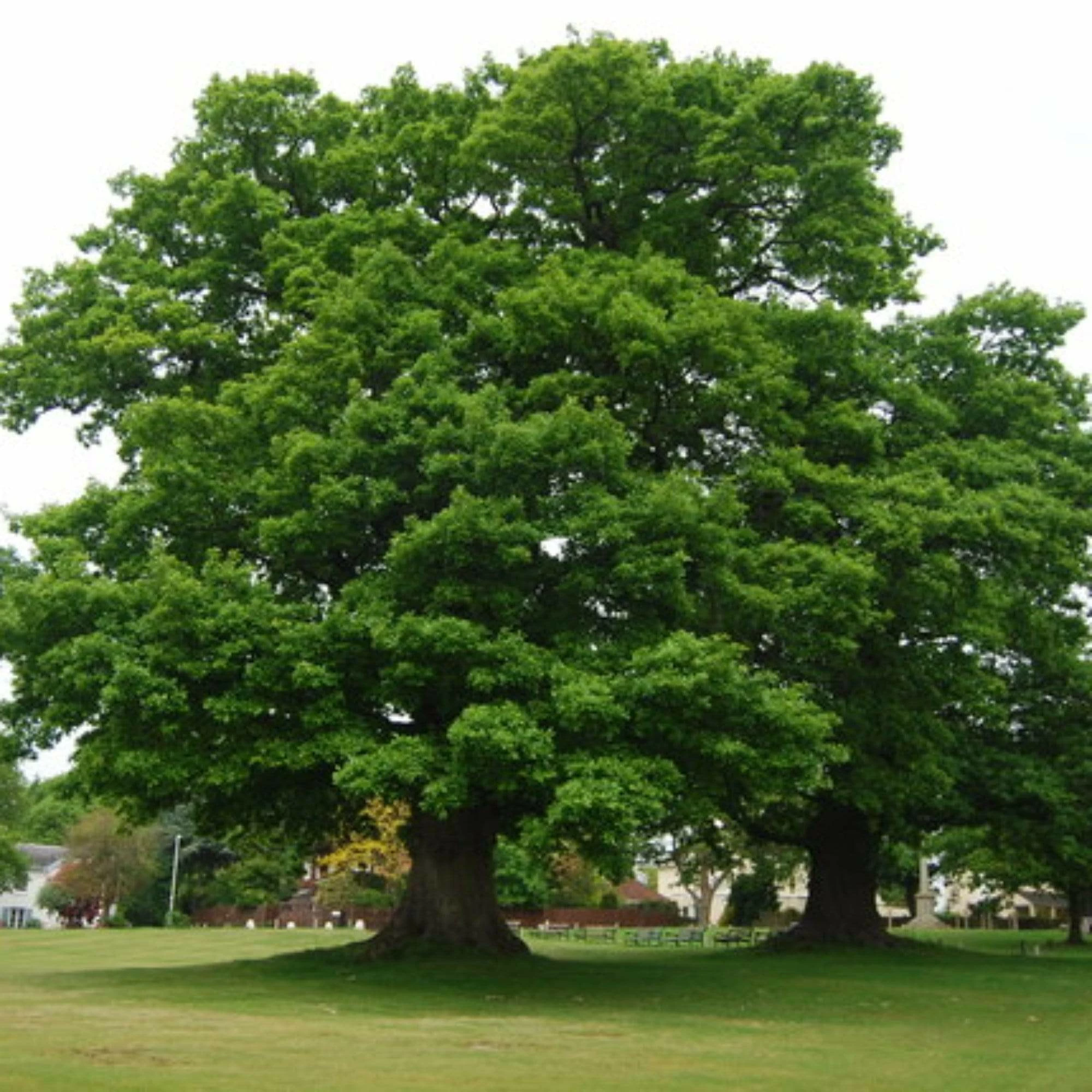 Roots Plants English Oak Tree | Quercus Robur Trees & Shrubs 5 Roots Plants English Oak Tree | Quercus Robur Trees & Shrubs