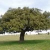 Roots Plants Evergreen Oak Tree | Quercus Ilex