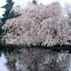 Roots Plants Weeping Yoshino Cherry Blossom Tree | Prunus Yedoensis Trees & Shrubs
