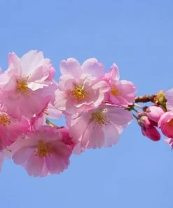 Roots Plants Pink Perfection Cherry Blossom Tree Trees & Shrubs