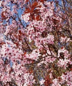Roots Plants Black Cherry Plum Tree | Prunus Cerasifera 'Nigra' 8 Roots Plants Black Cherry Plum Tree | Prunus Cerasifera 'Nigra'