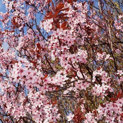Roots Plants Black Cherry Plum Tree | Prunus Cerasifera 'Nigra' 5 Roots Plants Black Cherry Plum Tree | Prunus Cerasifera 'Nigra'