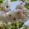 Roots Plants Blushing Bride Cherry Blossom Tree | Prunus 'Shogetsu' Trees & Shrubs 2 Roots Plants Blushing Bride Cherry Blossom Tree | Prunus 'Shogetsu' Trees & Shrubs