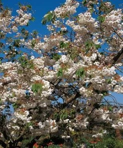 Roots Plants Blushing Bride Cherry Blossom Tree | Prunus 'Shogetsu' Trees & Shrubs