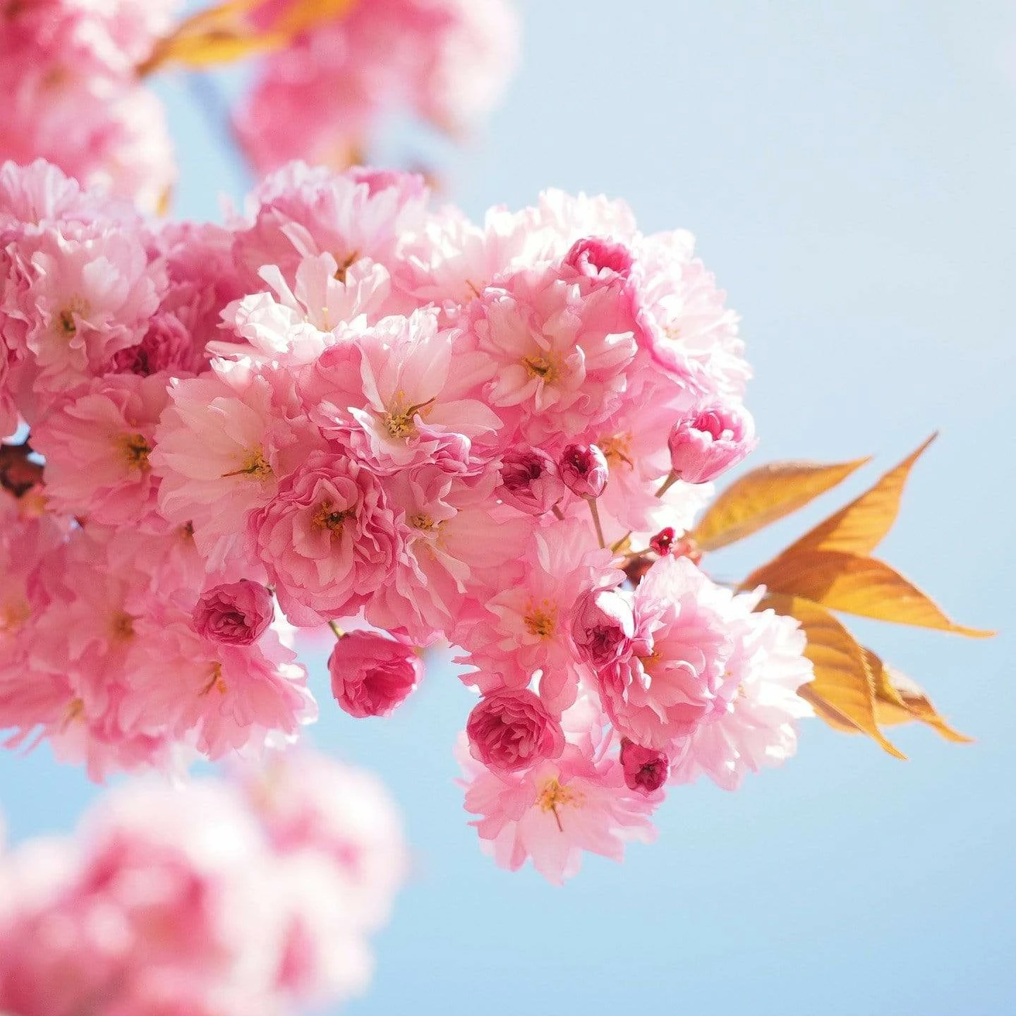 Roots Plants Trees & Shrubs Cheal's Weeping Cherry Blossom Tree | Prunus 'Kiku-Shidare' 6 Roots Plants Trees & Shrubs Cheal's Weeping Cherry Blossom Tree | Prunus 'Kiku-Shidare'