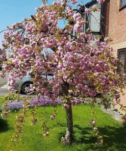 Roots Plants Trees & Shrubs Cheal's Weeping Cherry Blossom Tree | Prunus 'Kiku-Shidare'