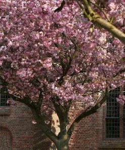 Roots Plants Japanese Cherry Blossom Tree | Prunus Serrulata 'Kanzan'