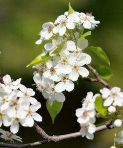 Roots Plants Trees & Shrubs Ornamental Pear Tree | Pyrus Chanticleer