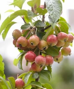 Roots Plants Japanese Crabapple Tree | Malus Floribunda