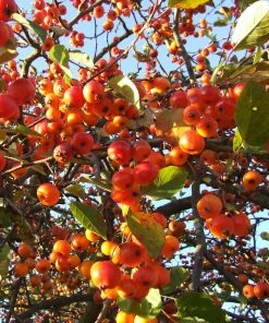 Roots Plants Trees & Shrubs Evereste Crabapple Tree